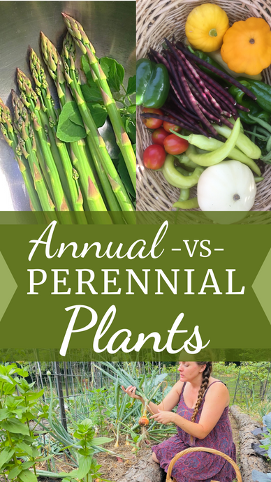 Annual -vs- Perennial in the Garden