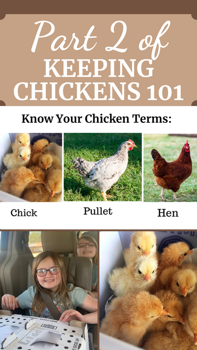 Part 2: Keeping Chicken 101