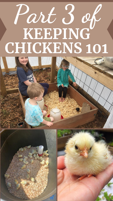 Part 3: Keeping Chickens 101 Brooding Chicks