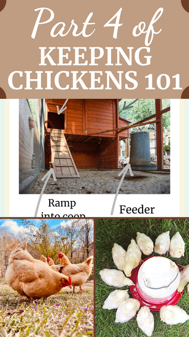 Part 4: Keeping Chickens 101, Chicken Coop