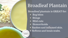 Load image into Gallery viewer, Plantain Salve