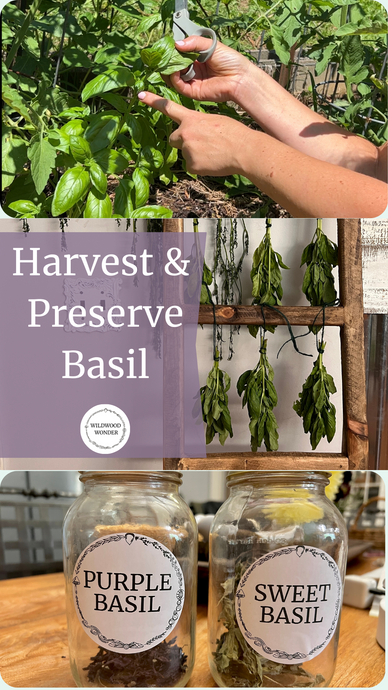Grow, Harvest, & Preserve Basil