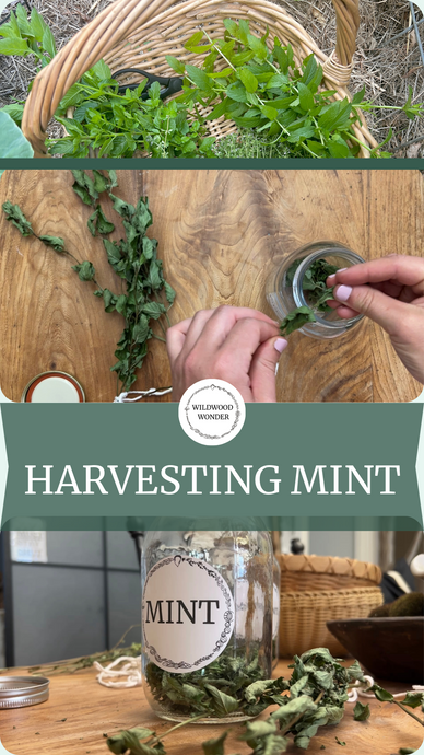 Grow, Harvest, & Preserve Mint