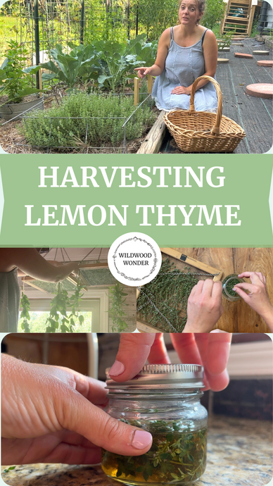 Grow, Harvest, & Preserve Thyme
