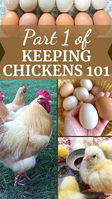 Keeping Chickens 101 : Part 1