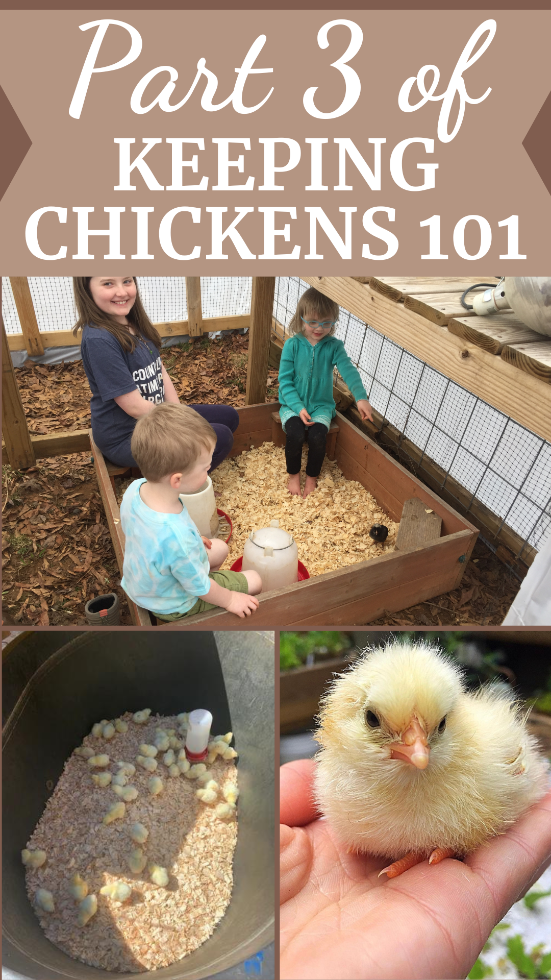 Part 3: Keeping Chickens 101 Brooding Chicks - Wildwood Wonder
