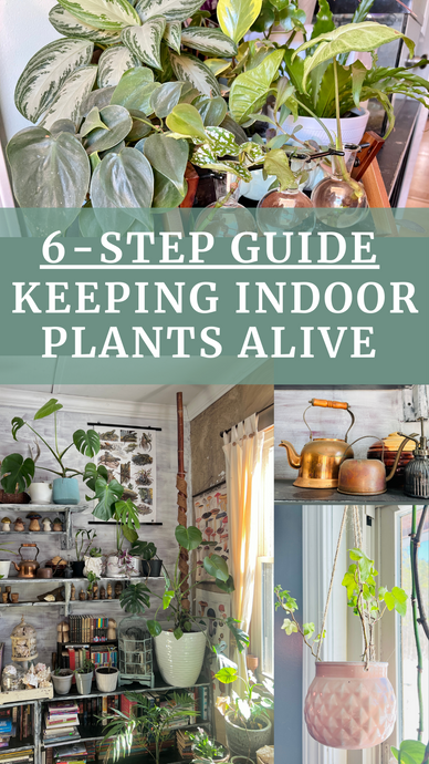 6-Step Guide to Keeping Indoor Plants Alive