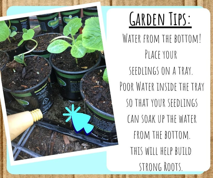 Summer Garden Tips!